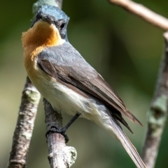 Myiagra rubecula at Mon Repos, QLD - 23 Sep 2020 10:41 AM