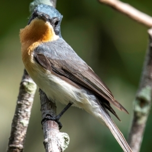 Myiagra rubecula at Mon Repos, QLD - 23 Sep 2020