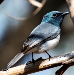 Myiagra rubecula at Mon Repos, QLD - 23 Sep 2020