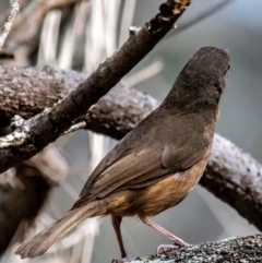 Colluricincla rufogaster (Rufous Shrikethrush) at Mon Repos, QLD - 23 Sep 2020 by Petesteamer