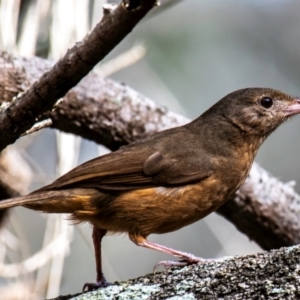 Colluricincla rufogaster at Mon Repos, QLD - 23 Sep 2020