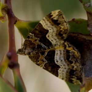 Chrysolarentia lucidulata at Gibraltar Pines - 25 Feb 2024