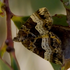 Chrysolarentia lucidulata (Lucid Carpet) at Tharwa, ACT - 25 Feb 2024 by KorinneM