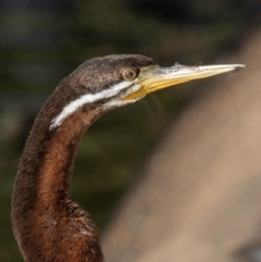 Anhinga novaehollandiae (Australasian Darter) at Bundaberg North, QLD - 16 Sep 2020 by Petesteamer