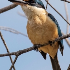 Todiramphus sanctus (Sacred Kingfisher) at Bundaberg Central, QLD - 23 Sep 2020 by Petesteamer