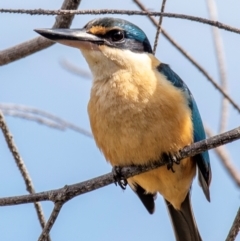 Todiramphus sanctus at Bundaberg Central, QLD - 23 Sep 2020 11:43 AM