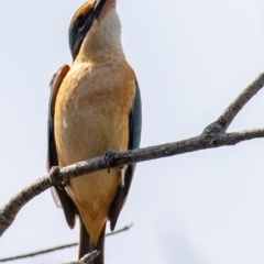 Todiramphus sanctus at Bundaberg Central, QLD - 23 Sep 2020 11:43 AM