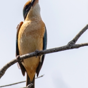 Todiramphus sanctus at Bundaberg Central, QLD - 23 Sep 2020 11:43 AM