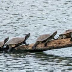 Emydura macquarii kreffti at Bundaberg North, QLD - 23 Sep 2020 by Petesteamer