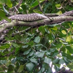 Morelia spilota mcdowelli (Eastern, Coastal or McDowell's Carpet python) at Bundaberg North, QLD - 25 Sep 2020 by Petesteamer