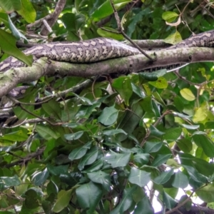 Morelia spilota mcdowelli at Bundaberg North, QLD - 25 Sep 2020 08:15 AM