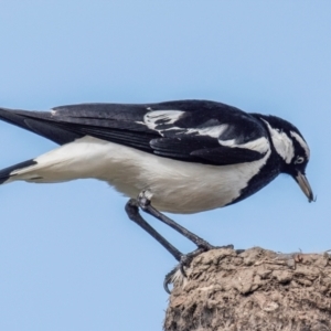 Grallina cyanoleuca at Bundaberg North, QLD - 25 Sep 2020