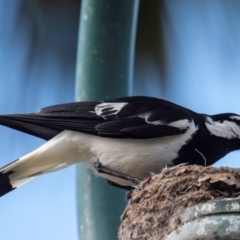 Grallina cyanoleuca at Bundaberg North, QLD - 25 Sep 2020