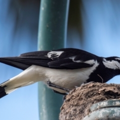Grallina cyanoleuca at Bundaberg North, QLD - 25 Sep 2020 10:51 AM
