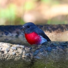 Petroica rosea (Rose Robin) at Broulee Moruya Nature Observation Area - 22 Apr 2024 by LisaH