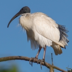 Threskiornis molucca (Australian White Ibis) at Bundaberg North, QLD - 26 Sep 2020 by Petesteamer