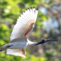 Threskiornis molucca at Bundaberg North, QLD - 27 Sep 2020