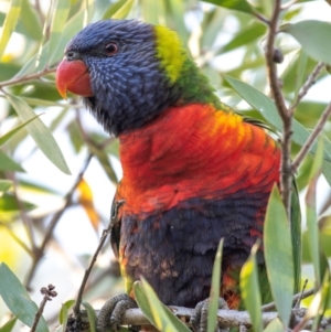 Trichoglossus moluccanus at Bundaberg North, QLD - 27 Sep 2020