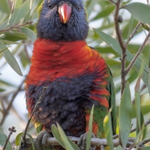 Trichoglossus moluccanus at Bundaberg North, QLD - 27 Sep 2020