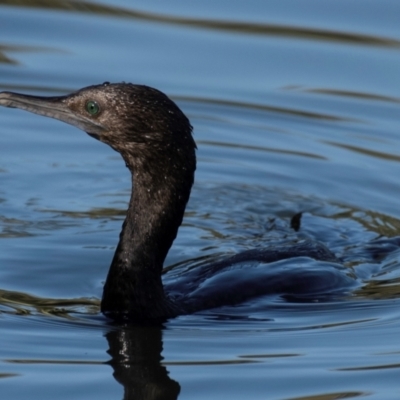 Phalacrocorax sulcirostris (Little Black Cormorant) at Bundaberg North, QLD - 26 Sep 2020 by Petesteamer