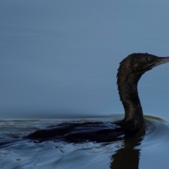 Phalacrocorax sulcirostris at Bundaberg North, QLD - 27 Sep 2020