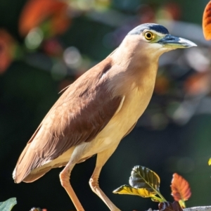 Nycticorax caledonicus at Bundaberg North, QLD - 27 Sep 2020