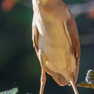 Nycticorax caledonicus at Bundaberg North, QLD - 27 Sep 2020 08:54 AM