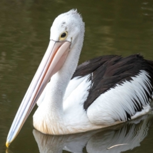 Pelecanus conspicillatus at Bundaberg North, QLD - 27 Sep 2020