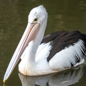 Pelecanus conspicillatus (Australian Pelican) at Bundaberg North, QLD by Petesteamer