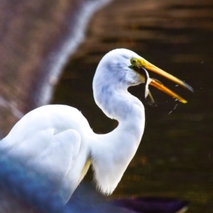 Ardea alba at Bundaberg North, QLD - 27 Sep 2020