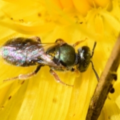 Lasioglossum (Homalictus) urbanum at QPRC LGA - 22 Apr 2024