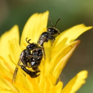 Lasioglossum (Homalictus) sphecodoides at QPRC LGA - 22 Apr 2024