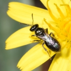 Lasioglossum (Homalictus) sphecodoides at QPRC LGA - 22 Apr 2024 11:38 AM