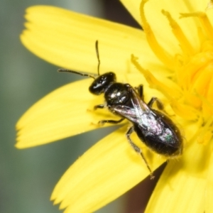 Lasioglossum (Homalictus) sphecodoides at QPRC LGA - 22 Apr 2024 11:38 AM