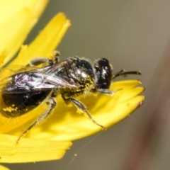 Lasioglossum (Homalictus) sphecodoides at QPRC LGA - 22 Apr 2024 11:38 AM