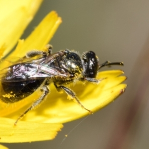 Lasioglossum (Homalictus) sphecodoides at QPRC LGA - 22 Apr 2024