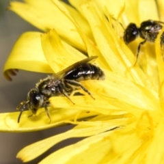 Lasioglossum (Homalictus) sphecodoides at QPRC LGA - 22 Apr 2024