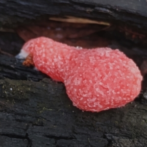 Tubifera ferruginosa (Raspberry Slime) at Mogo, NSW by Teresa