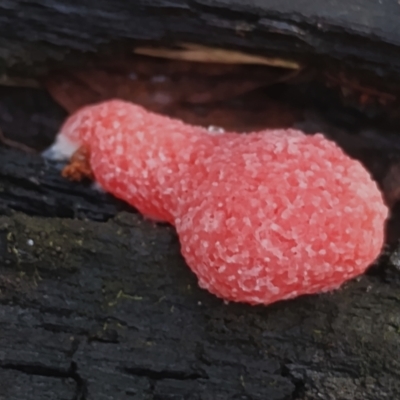 Tubifera ferruginosa (Raspberry Slime) at Mogo State Forest - 21 Apr 2024 by Teresa