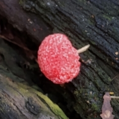 Tubifera ferruginosa Complex at Mogo State Forest - 21 Apr 2024