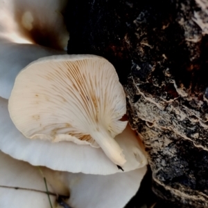 Omphalotus nidiformis at Mogo State Forest - 21 Apr 2024