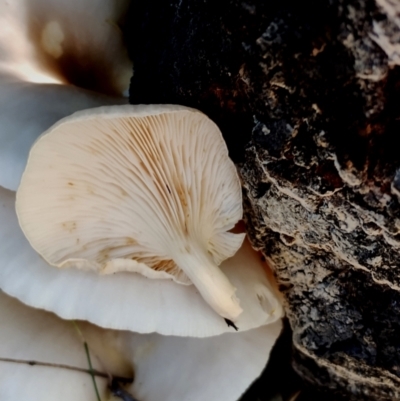 Omphalotus nidiformis (Ghost Fungus) at Mogo State Forest - 21 Apr 2024 by Teresa