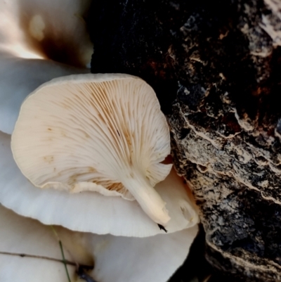 Omphalotus nidiformis (Ghost Fungus) at Mogo, NSW - 21 Apr 2024 by Teresa