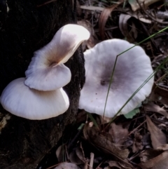 Omphalotus nidiformis at Mogo State Forest - 21 Apr 2024