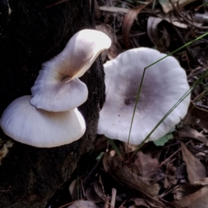 Omphalotus nidiformis at Mogo State Forest - 21 Apr 2024