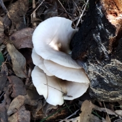 Omphalotus nidiformis at Mogo State Forest - 21 Apr 2024