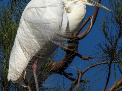 Ardea alba (Great Egret) at Bundaberg North, QLD - 27 Sep 2020 by Petesteamer