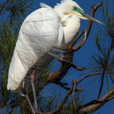 Ardea alba (Great Egret) at Bundaberg North, QLD - 27 Sep 2020 by Petesteamer