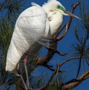 Ardea alba (Great Egret) at Bundaberg North, QLD by Petesteamer