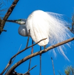 Ardea alba at Bundaberg North, QLD - 27 Sep 2020